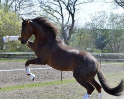 Dressurpferd Bentley Jg (Oldenburger, 2018, von Bon Coeur)