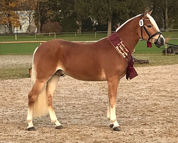 dressage horse Witas (Wilson P) (Haflinger, 2020, from Wegas 7)