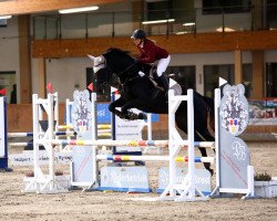 jumper Balous Bella Rose (Westphalian, 2017, from Balounito)