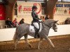 Dressurpferd Crown Nobel (Tinker / Irish Cob / Gypsy Vanner, 2016)