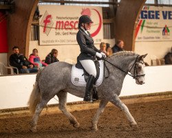 dressage horse Crown Nobel (Tinker / Irish Cob / Gypsy Vanner, 2016)