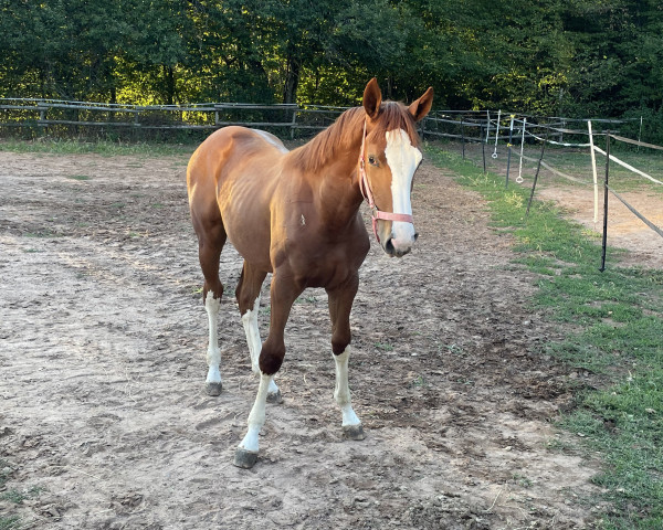 Springpferd Chiqui Bou (Hannoveraner,  , von Chaccothage Blue PS)