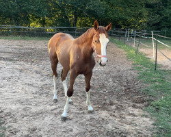 jumper Chiqui Bou (Hanoverian,  , from Chaccothage Blue PS)