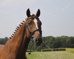 dressage horse Artus (Rhinelander, 2000, from Abanos)