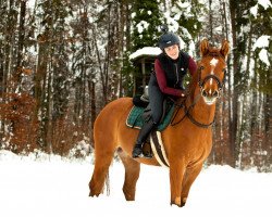 Pferd Chibiusa CH (Schweizer Warmblut, 2017, von Comet A.S. FL.)