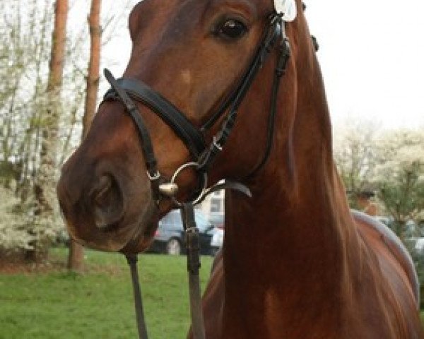 dressage horse Docmello (Oldenburg, 2006, from Dormello)