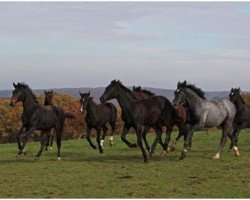 Springpferd Chenoah (Oldenburger Springpferd, 2010, von Corlensky G)