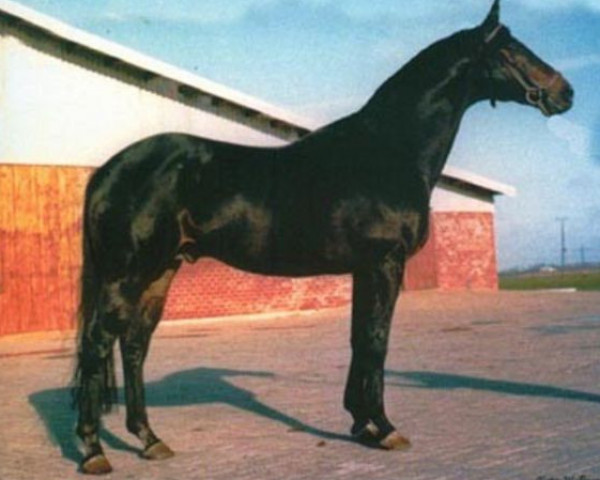 horse Vollkorn xx (Thoroughbred, 1961, from Neckar xx)