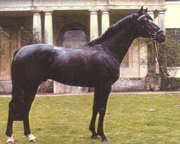 horse Volturno (Oldenburg, 1968, from Vollkorn xx)