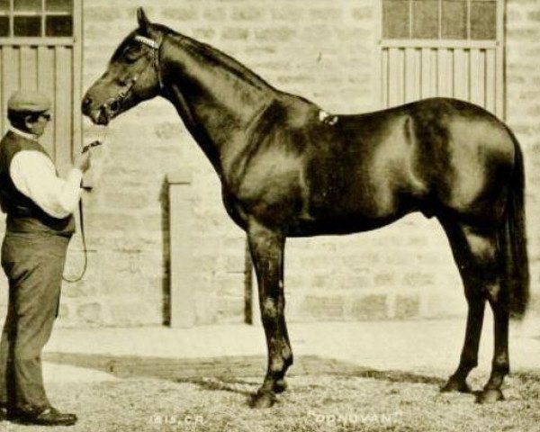 stallion Donovan xx (Thoroughbred, 1886, from Galopin xx)