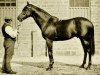 stallion Donovan xx (Thoroughbred, 1886, from Galopin xx)