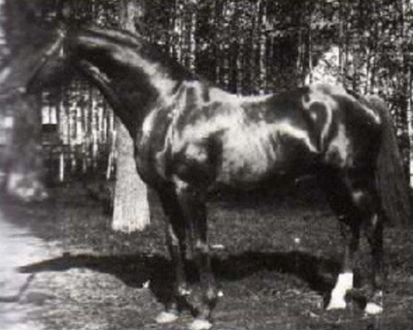 stallion Blue Blood xx (Thoroughbred, 1876, from King Tom xx)