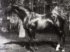 stallion Blue Blood xx (Thoroughbred, 1876, from King Tom xx)