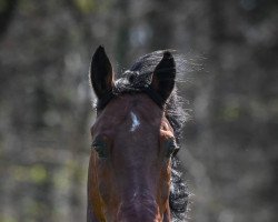 jumper Amageddon Cc (German Warmblood, 2003, from Askari)