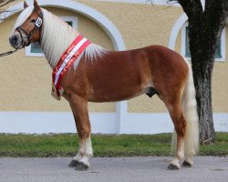 Deckhengst Shirkan (Haflinger, 2018, von Salim THR)