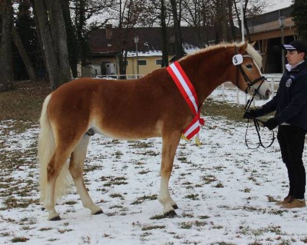 stallion Salim THR (Haflinger, 2012, from Selection)