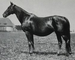 broodmare Antwort xx (Thoroughbred, 1907, from Ard Patrick xx)