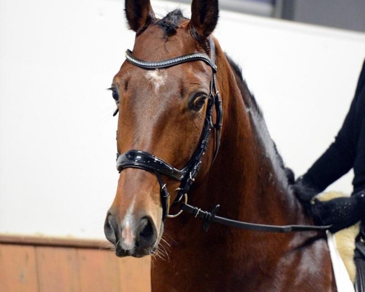 Dressurpferd Negros Noble Diamond (Oldenburger, 2015, von Negro)