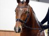 dressage horse Negros Noble Diamond (Oldenburg, 2015, from Negro)