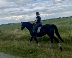 dressage horse Einfach Eddie F (Oldenburg, 2014, from Everdale)