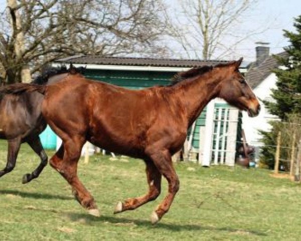 horse Wallissa 2 (Württemberger, 1994, from Wildeck)