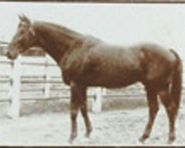 stallion Nuage xx (Thoroughbred, 1907, from Simonian xx)