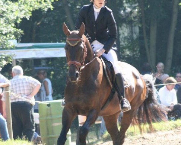 horse Cappuccino 35 (Hessian Warmblood, 1993, from Calderon)