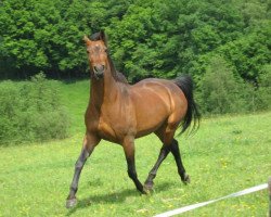 broodmare Donatrice (Hanoverian, 2000, from Don Juan)