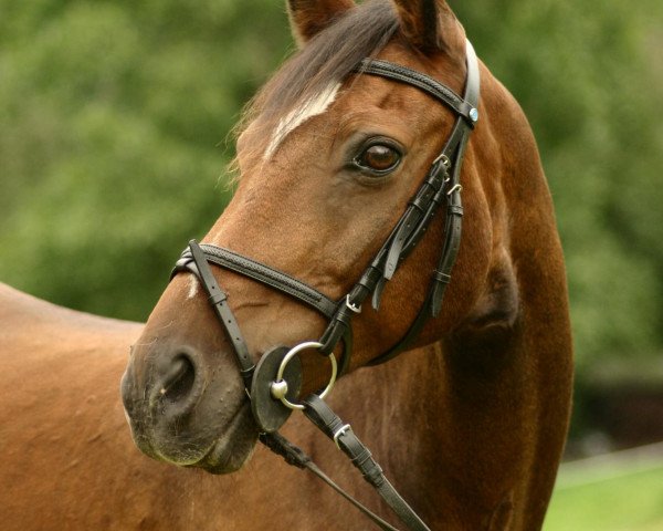 horse Vino (German Riding Pony, 1987, from Vulkan)