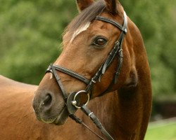 horse Vino (German Riding Pony, 1987, from Vulkan)