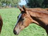 dressage horse Finesse M (Westphalian, 2010, from Fürst Romancier)