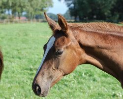 dressage horse Finesse M (Westphalian, 2010, from Fürst Romancier)