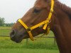 dressage horse Wahira B (Hanoverian, 2003, from Weltregent H)