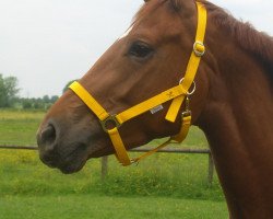 dressage horse Wahira B (Hanoverian, 2003, from Weltregent H)