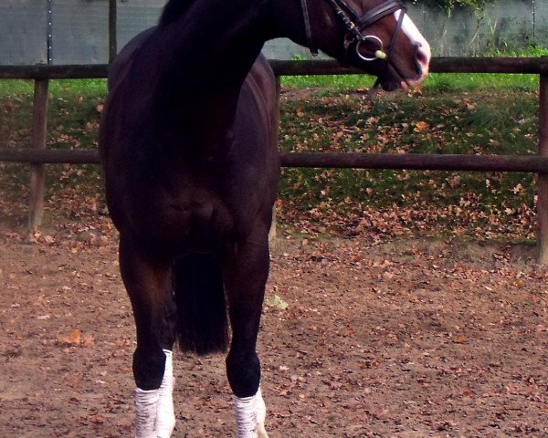 horse Indian Prince xx (Thoroughbred, 2005, from Namid xx)