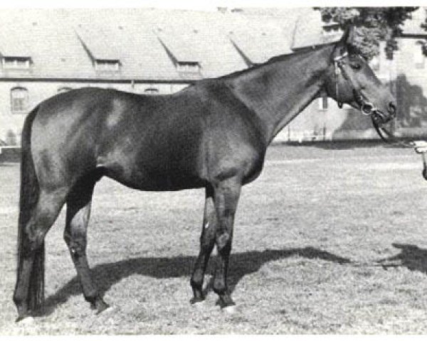 stallion Marcio xx (Thoroughbred, 1947, from Aventin xx)