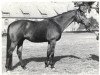 Pferd Marcio xx (Englisches Vollblut, 1947, von Aventin xx)