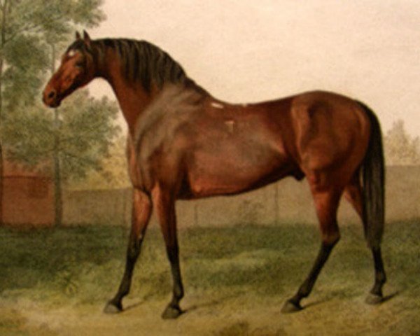 stallion Anvil xx (Thoroughbred, 1777, from Herod xx)