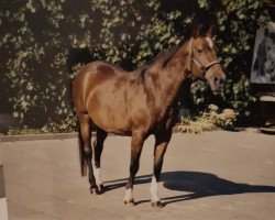 broodmare D'Amour (Westphalian, 1981, from Damokles)