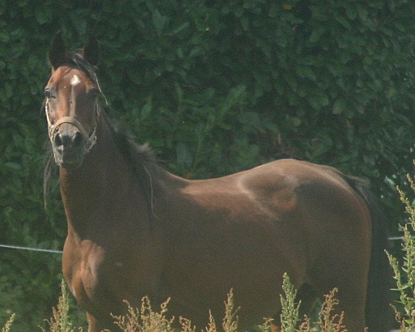 broodmare Perlina ox (Arabian thoroughbred, 2001, from Dhaly ox)