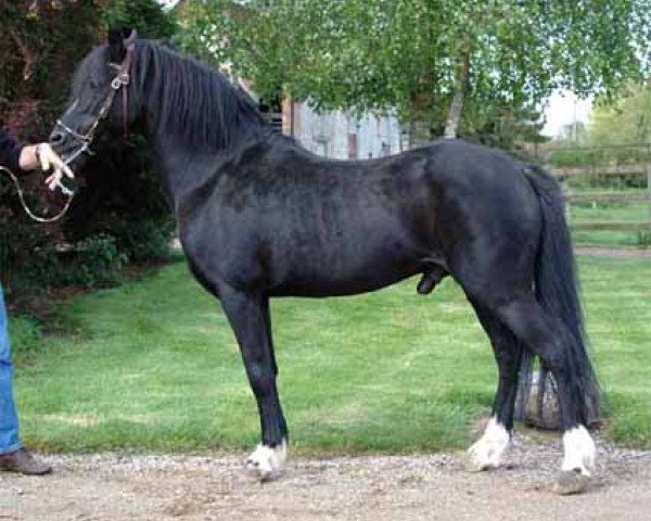 stallion Hondsrug Raspoetin (Welsh-Pony (Section B), 1981, from Whatton Copper Beech)