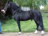 stallion Hondsrug Raspoetin (Welsh-Pony (Section B), 1981, from Whatton Copper Beech)