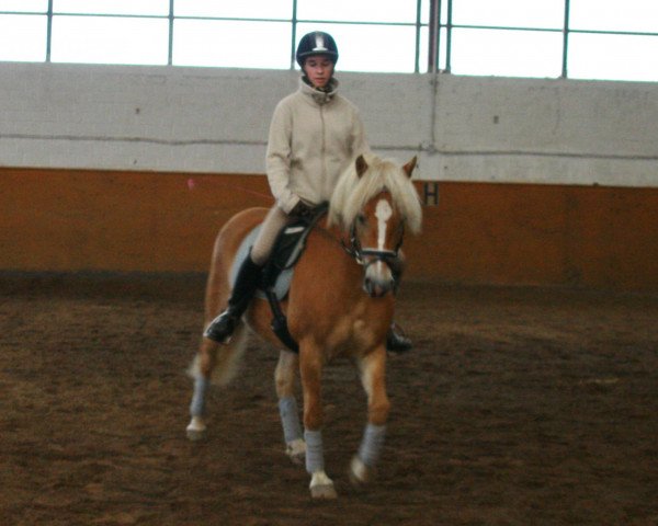 Pferd Novelle (Haflinger, 2003)