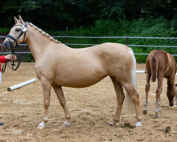 broodmare Hesselteichs Golden Colour (German Riding Pony, 2011, from A Gorgeous)