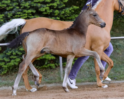 dressage horse Kazimiro (German Riding Pony, 2022, from Kent Nagano WE)