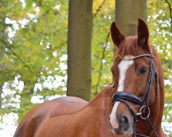 broodmare Felina S 3 (Oldenburg, 2013, from Antango du Feuillard)