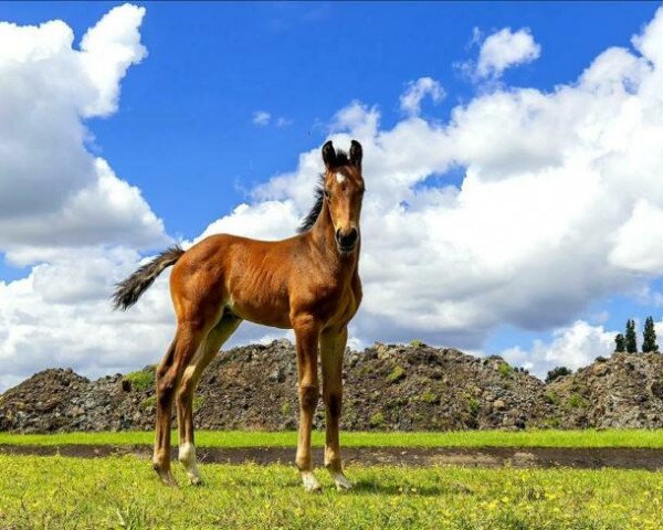 Dressurpferd Promise (KWPN (Niederländisches Warmblut), 2020, von For Ferrero)