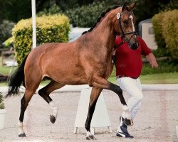 dressage horse Daily Jane (Westfale, 2018, from Glock's Dream Boy)