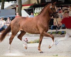 dressage horse Ivory Street (Westfale, 2018, from Asgard's Ibiza)