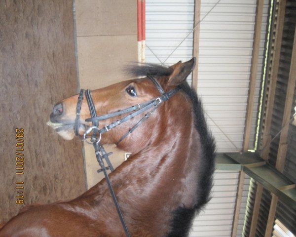 broodmare Nightmare I (Holsteiner, 1998, from Arystokrat AA)